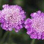 ヒメ日記 2025/05/30 22:47 投稿 吉田和歌子 五十路マダム 博多店