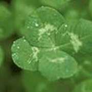 ヒメ日記 2025/06/03 18:57 投稿 吉田和歌子 五十路マダム 博多店