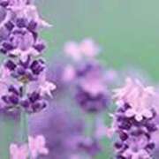 ヒメ日記 2025/06/10 22:57 投稿 吉田和歌子 五十路マダム 博多店