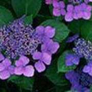 ヒメ日記 2025/06/11 21:23 投稿 吉田和歌子 五十路マダム 博多店