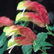 ヒメ日記 2025/06/12 21:47 投稿 吉田和歌子 五十路マダム 博多店