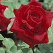 ヒメ日記 2025/06/24 18:57 投稿 吉田和歌子 五十路マダム 博多店