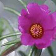 ヒメ日記 2025/07/11 01:17 投稿 吉田和歌子 五十路マダム 博多店