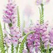 ヒメ日記 2025/07/14 21:17 投稿 吉田和歌子 五十路マダム 博多店