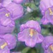 ヒメ日記 2025/07/23 16:47 投稿 吉田和歌子 五十路マダム 博多店