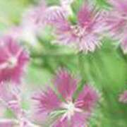 ヒメ日記 2025/07/26 22:07 投稿 吉田和歌子 五十路マダム 博多店