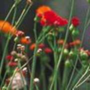 ヒメ日記 2025/08/17 23:57 投稿 吉田和歌子 五十路マダム 博多店