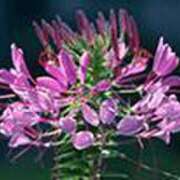 ヒメ日記 2025/08/18 22:37 投稿 吉田和歌子 五十路マダム 博多店