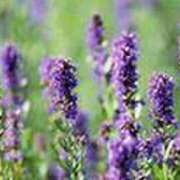 ヒメ日記 2025/08/20 17:17 投稿 吉田和歌子 五十路マダム 博多店