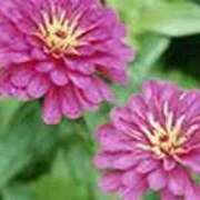 ヒメ日記 2025/08/21 17:57 投稿 吉田和歌子 五十路マダム 博多店