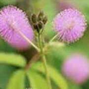 ヒメ日記 2025/08/30 21:29 投稿 吉田和歌子 五十路マダム 博多店