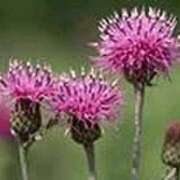 ヒメ日記 2025/09/10 19:11 投稿 吉田和歌子 五十路マダム 博多店