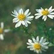 ヒメ日記 2025/09/15 23:21 投稿 吉田和歌子 五十路マダム 博多店