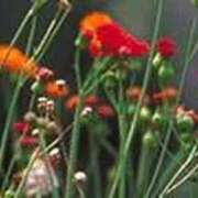 ヒメ日記 2025/10/27 22:57 投稿 吉田和歌子 五十路マダム 博多店