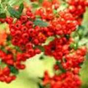 ヒメ日記 2025/11/04 18:07 投稿 吉田和歌子 五十路マダム 博多店