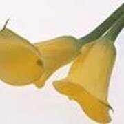 ヒメ日記 2025/11/18 22:17 投稿 吉田和歌子 五十路マダム 博多店