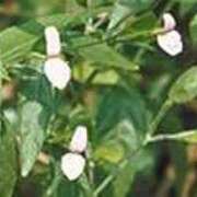 ヒメ日記 2025/11/19 23:37 投稿 吉田和歌子 五十路マダム 博多店