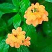 ヒメ日記 2025/11/27 17:07 投稿 吉田和歌子 五十路マダム 博多店