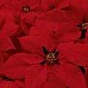 ヒメ日記 2025/12/04 19:07 投稿 吉田和歌子 五十路マダム 博多店