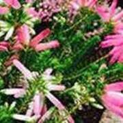 ヒメ日記 2025/12/25 18:50 投稿 吉田和歌子 五十路マダム 博多店