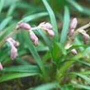 ヒメ日記 2025/12/26 16:57 投稿 吉田和歌子 五十路マダム 博多店