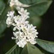 ヒメ日記 2025/12/27 21:24 投稿 吉田和歌子 五十路マダム 博多店