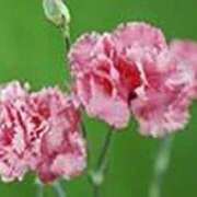 ヒメ日記 2026/01/06 22:01 投稿 吉田和歌子 五十路マダム 博多店