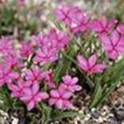 ヒメ日記 2026/01/07 16:57 投稿 吉田和歌子 五十路マダム 博多店