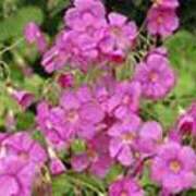 ヒメ日記 2026/01/16 19:05 投稿 吉田和歌子 五十路マダム 博多店