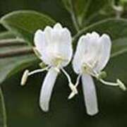 ヒメ日記 2026/01/17 18:57 投稿 吉田和歌子 五十路マダム 博多店