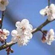 ヒメ日記 2026/01/31 22:47 投稿 吉田和歌子 五十路マダム 博多店