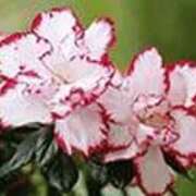 ヒメ日記 2026/02/13 16:17 投稿 吉田和歌子 五十路マダム 博多店