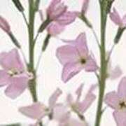 ヒメ日記 2026/02/24 09:57 投稿 吉田和歌子 五十路マダム 博多店