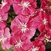 ヒメ日記 2026/03/16 23:27 投稿 吉田和歌子 五十路マダム 博多店