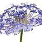 ヒメ日記 2026/03/17 16:47 投稿 吉田和歌子 五十路マダム 博多店