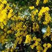 ヒメ日記 2026/03/20 17:57 投稿 吉田和歌子 五十路マダム 博多店