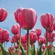 ヒメ日記 2026/03/21 17:37 投稿 吉田和歌子 五十路マダム 博多店