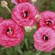 ヒメ日記 2026/04/04 08:17 投稿 吉田和歌子 五十路マダム 博多店