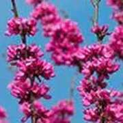 ヒメ日記 2026/04/06 17:17 投稿 吉田和歌子 五十路マダム 博多店