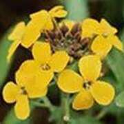 ヒメ日記 2026/04/09 22:37 投稿 吉田和歌子 五十路マダム 博多店