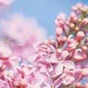 ヒメ日記 2026/04/16 21:37 投稿 吉田和歌子 五十路マダム 博多店