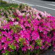 ヒメ日記 2026/04/19 13:04 投稿 吉田和歌子 五十路マダム 博多店