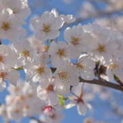 ヒメ日記 2025/04/01 18:46 投稿 V☆めい リンカーン宇部本店