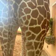 ヒメ日記 2025/03/06 08:20 投稿 みひろ 池袋人妻ヒットパレード（シンデレラグループ）