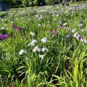 ヒメ日記 2025/06/22 23:45 投稿 みひろ 池袋人妻ヒットパレード（シンデレラグループ）