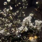 ヒメ日記 2026/03/27 08:29 投稿 みひろ 池袋人妻ヒットパレード（シンデレラグループ）