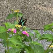 ヒメ日記 2026/04/01 10:44 投稿 みひろ 池袋人妻ヒットパレード（シンデレラグループ）