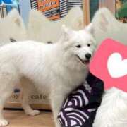 ヒメ日記 2025/06/11 08:56 投稿 せいら 池袋人妻ヒットパレード（シンデレラグループ）