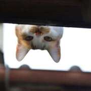 ヒメ日記 2024/12/24 18:40 投稿 ちなつサン peachな若奥さん