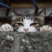 ヒメ日記 2025/04/03 18:30 投稿 ちなつサン peachな若奥さん